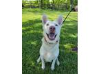 Adopt Simmone a Tan/Yellow/Fawn German Shepherd Dog / Labrador Retriever / Mixed