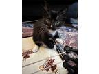 Adopt Venti a All Black Domestic Shorthair / Domestic Shorthair / Mixed cat in