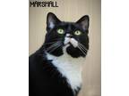 Adopt Marshall a Black & White or Tuxedo Domestic Shorthair (short coat) cat in