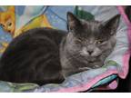 Adopt Venus a Gray or Blue Domestic Shorthair (short coat) cat in New Richmond