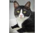 Adopt Sully a Black & White or Tuxedo Domestic Shorthair (short coat) cat in