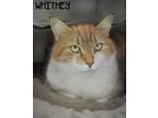 Adopt Whitney a Orange or Red (Mostly) Domestic Shorthair (short coat) cat in