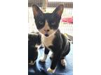 Adopt Trenta a All Black Domestic Shorthair / Domestic Shorthair / Mixed cat in