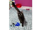 Adopt Stan a All Black Domestic Longhair (long coat) cat in Centerville