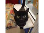 Adopt Whiskey a All Black Domestic Shorthair / Mixed cat in Ridgeland