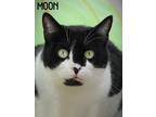 Adopt Moon a Black & White or Tuxedo Domestic Shorthair (short coat) cat in