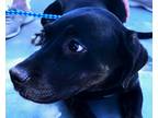 Adopt Emily a Black Cane Corso / Labrador Retriever / Mixed dog in Henderson
