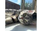 Adopt Sage a Gray or Blue Domestic Shorthair / Mixed cat in Allen, TX (33164294)