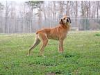 Adopt Yates a Tan/Yellow/Fawn Mountain Cur / Mixed dog in Savannah