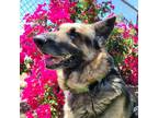 Adopt Max Bubby a Black German Shepherd Dog / Mixed dog in Fresno, CA (32866587)