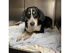 Adopt Jessie a Tan/Yellow/Fawn Beagle / Dachshund / Mixed dog in Kaufman