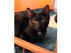 Adopt Marsha a Black (Mostly) Domestic Shorthair (short coat) cat in Carlisle