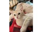 Adopt Nugget a Domestic Short Hair