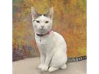 Adopt Daisy a White American Shorthair / Mixed cat in San Jose, CA (38047430)