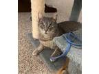 Adopt Reggie a Gray, Blue or Silver Tabby Domestic Shorthair (short coat) cat in