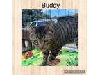 Adopt Buddy a Tan or Fawn Tabby American Shorthair (short coat) cat in Canton