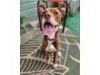 Adopt Pawtricia a Brown/Chocolate - with White Pit Bull Terrier / Mixed dog in