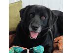 Adopt Bella Rose a Black - with White Labrador Retriever / Great Pyrenees /