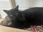 Adopt Stuffed Crust a All Black Domestic Shorthair / Mixed (short coat) cat in