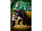 Adopt Bunco a Black Labrador Retriever / Mixed dog in North Myrtle Beach