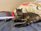 Adopt Sabrina a Tortoiseshell Domestic Shorthair / Mixed (short coat) cat in