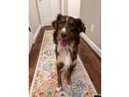 Adopt Mickey a Tricolor (Tan/Brown & Black & White) Australian Shepherd / Mixed