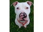 Adopt Vinny a White American Staffordshire Terrier / Mixed dog in Grayslake