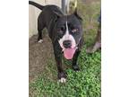 Adopt Cruella a Black - with White American Staffordshire Terrier / Mixed dog in