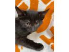 Adopt Dallas a Black (Mostly) Domestic Shorthair (short coat) cat in Detroit