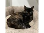 Adopt Mochaccino a Tortoiseshell Domestic Shorthair / Mixed cat in Oyster Bay