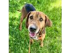 Adopt 81028 Wilbur a Brown/Chocolate Hound (Unknown Type) / Mixed dog in Spanish
