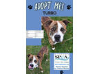 Adopt Turbo a Brown/Chocolate Mountain Cur / Mixed dog in Niagara Falls