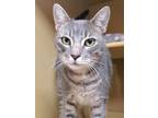 Adopt Touka a Gray or Blue Domestic Shorthair / Domestic Shorthair / Mixed cat