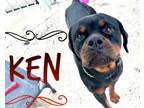 Adopt Ken a Black - with Tan, Yellow or Fawn Rottweiler / Mixed dog in Gilbert