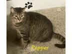 Adopt Pepper a Brown or Chocolate Domestic Shorthair / Domestic Shorthair /