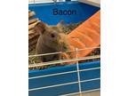 Adopt Bacon(bonded to Ivy) a Brown or Chocolate Guinea Pig / Guinea Pig / Mixed