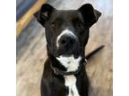 Adopt Rogan a Black Labrador Retriever / Mixed dog in Green Bay, WI (32798337)