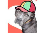 Adopt Poe a Pit Bull Terrier