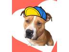 Adopt Julian a Staffordshire Bull Terrier