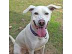 Adopt Trophy a White - with Tan, Yellow or Fawn Mixed Breed (Large) / Mixed