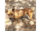 Adopt Ariel a Tan/Yellow/Fawn Mixed Breed (Medium) / Mixed dog in Hopkins