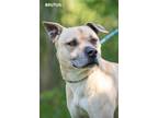 Adopt Brutus a Tan/Yellow/Fawn Pit Bull Terrier / Mixed dog in Washington