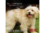 Adopt Beri 7424 a Tan/Yellow/Fawn Bichon Frise / Mixed Breed (Small) / Mixed dog