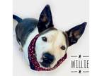 Adopt Willie a White - with Tan, Yellow or Fawn Terrier (Unknown Type