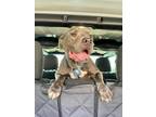 Adopt Ajax a Pit Bull Terrier dog in Milton, DE (36094189)