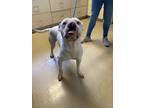 Adopt Waterman a White Boxer / Mixed dog in Violet, LA (38204592)