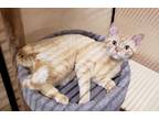 Adopt Valero a Orange or Red Domestic Shorthair / Domestic Shorthair / Mixed cat