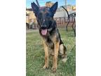 Adopt Squirrel a Black - with Tan, Yellow or Fawn German Shepherd Dog / Mixed