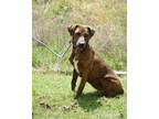 Adopt Boston a Brindle Plott Hound / Mixed dog in Johnston, RI (38316461)