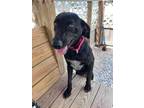 Adopt Cupid a Black Retriever (Unknown Type) / Hound (Unknown Type) / Mixed dog